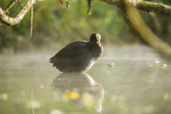 Fulica Atra También Conocido Como Coot Común Coot Australiano Miembro — Foto de Stock