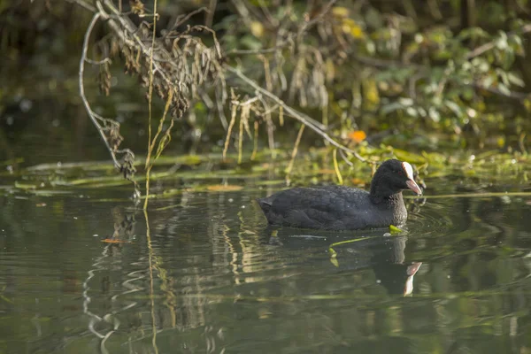 Fulica Atra También Conocido Como Coot Común Coot Australiano Miembro — Foto de Stock