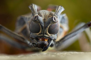 Uzun boynuzlu böcekler (Cerambycidae, Cerambycidae, Cerambycidae, Cerambycidae, Cerambycidae, Cerambycidae, Cerambycidae, Cerambycidae, Cerambycidae, Cerambycidae, Cerambycidae), 26.000 'den fazla türü ile büyük bir böcek familyasıdır..
