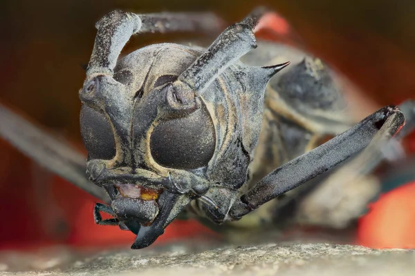 Жуки Длиннороги Cerambycidae Известные Длиннорогие Длиннорогие Представляют Собой Большое Семейство — стоковое фото
