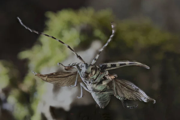 Anoplophora Elegans Είναι Ένα Είδος Σκαθαριών Της Οικογένειας Του Μακρόκερου — Φωτογραφία Αρχείου