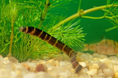The kuhli loach (Pangio kuhlii) is a small eel-like freshwater fish  clipart