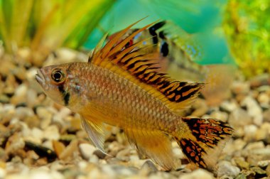 Apistogramma cacatuoides ya da kakadu cüce cichlid, Güney Amerika 'da yaşayan bir kaktüs türüdür..