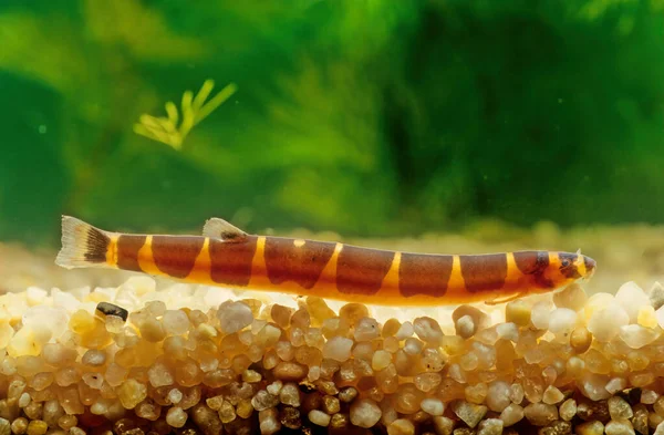 Kuhli Loach Pangio Kuhlii Small Eel Freshwater Fish — Stock Photo, Image