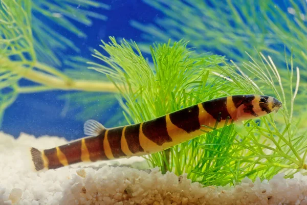 Pangio Myersi Myer Loach Myer Kuhli Giant Kuhl Species Loach — стоковое фото