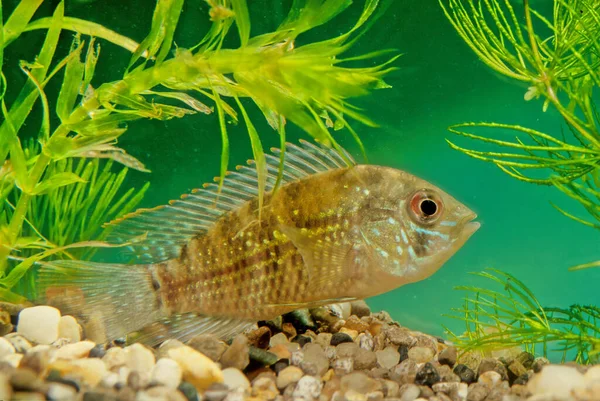 Mavi Acara Andinoacara Pulcher Cichlid Familyasından Çok Renkli Bir Tatlı — Stok fotoğraf