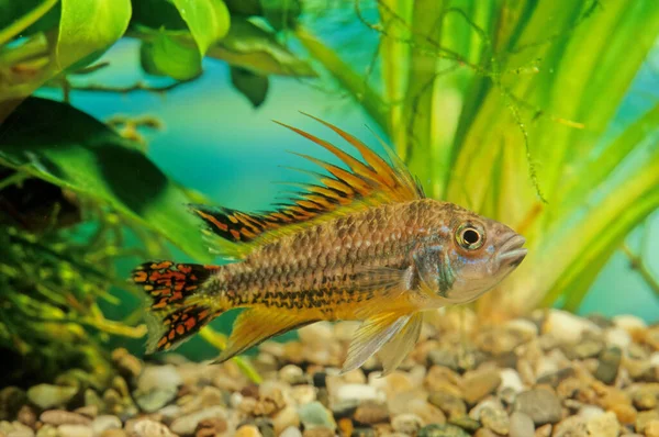 Apistogramma Cacatuoides Eller Cockatoo Dvärg Cichlid Sydamerikansk Cichlid Och Apistogramma — Stockfoto