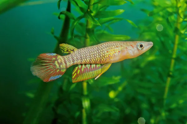 Panchax Striato Aplocheilus Lineatus Una Specie Killifish Del Genere Aplocheilus — Foto Stock