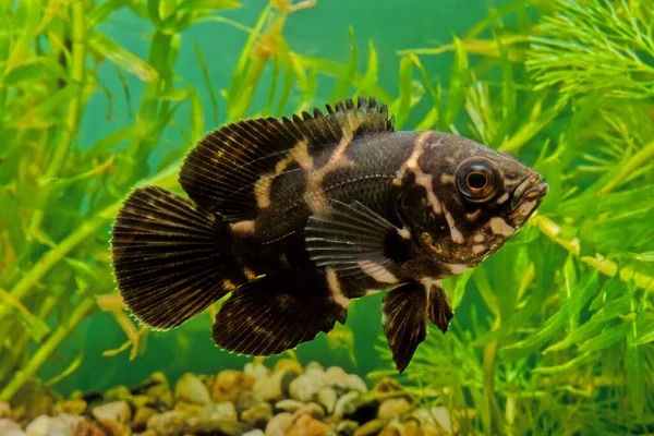 乌贼鱼 Astronotus Ocellatus 是一种来自乌贼科的鱼 以各种常见的名称闻名 包括老虎鱼 天鹅绒鱼和乌贼 — 图库照片