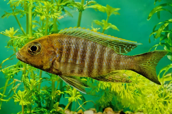 Aulonocara Jacobfreibergi Eureka Red Peacock Species Fish Family Cichlidae Also — Stock Photo, Image