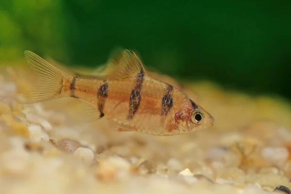 Bant Iğnesi Desmopuntius Pentazona Güneydoğu Asya Yetişen Bir Balık Türüdür — Stok fotoğraf
