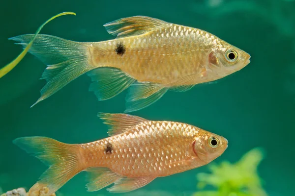 Rosy Barb Pethia Conchonius Subtropical Freshwater Cyprinid Fish Found Southern — Stock Photo, Image