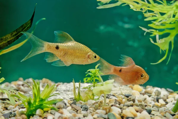 Pethia Conchonius Peixe Ciprinida Água Doce Subtropical Encontrado Sul Ásia — Fotografia de Stock