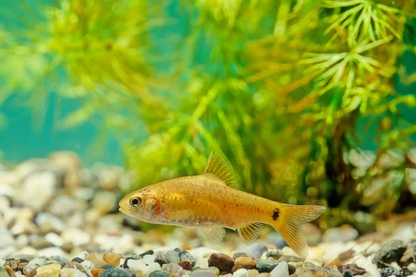 Goldfinned Barb Barbodes Semifasciolatus Sachsii Subspecies Ray Finned Fish Genus — Stock Photo, Image