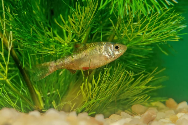 Fiveband Barb Desmopuntius Pentazona Species Cyprinid Freshwater Fish Southeast Asia — Stock Photo, Image