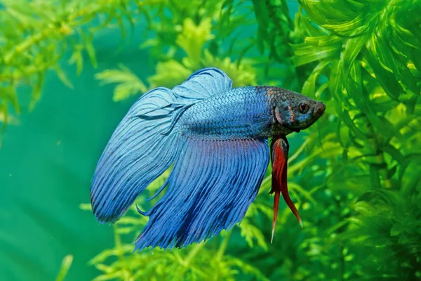 Ikan Perang Siam Betta Splendens Juga Dikenal Sebagai Betta Adalah — Stok Foto