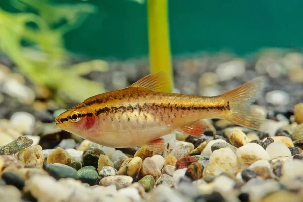 Cherry Barb Puntius Titteya Tropical Freshwater Fish Belonging Family Cyprinidae — Stock Photo, Image
