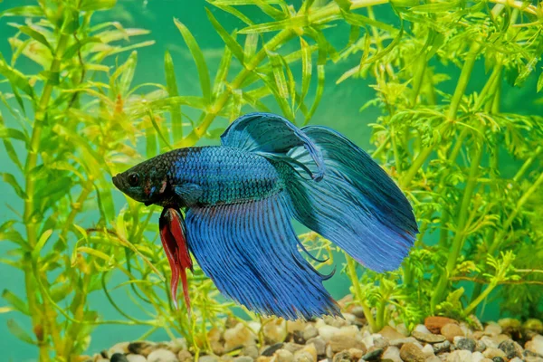 Pez Combate Siamés Betta Splendens También Conocido Como Betta Pez — Foto de Stock