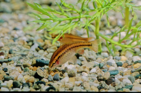 Cherry Barb Puntius Titteya Tropical Freshwater Fish Belonging Family Cyprinidae — Stock Photo, Image