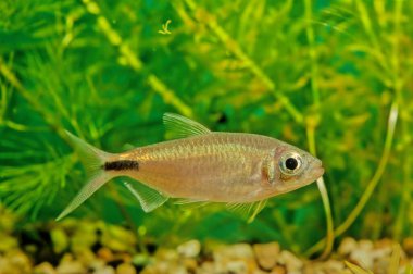İlk olarak uzun yüzgeçli tetra olarak bilinen Brycinus longipinnis, diğer terimlerle birlikte uzun yüzgeçli Afrika tetrası olarak da tanımlanır.