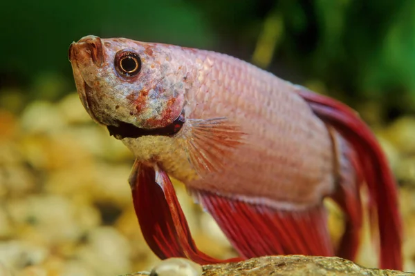 Den Siamesiska Fiskolja Betta Splendens Även Känd Som Betta Sötvattensfisk — Stockfoto