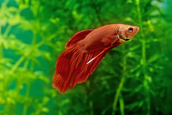 Peixe Combate Siamês Betta Splendens Também Conhecido Como Betta Peixe — Fotografia de Stock