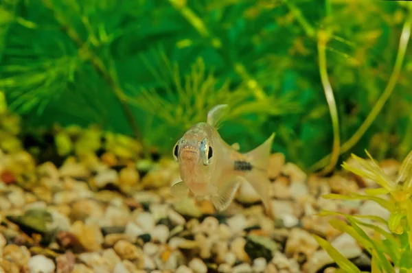 Principalmente Conhecido Como Tetra Barbatana Longa Brycinus Longipinnis Também Descrito — Fotografia de Stock