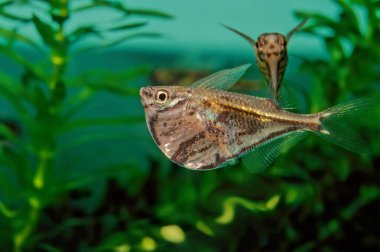 The marbled hatchetfish (Carnegiella strigata) is a small, normally 3.5 cm (1.4 in) in length, freshwater ray-finned fish native to South America. Hatchet shaped, it presents a gold line extending from its eye to its caudal fin while the area below h clipart