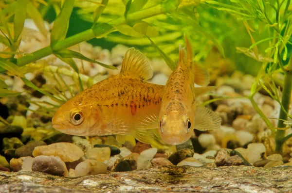 刺五棘鱼 Barbodes Semifasciolatus 是原产于东南亚红河流域 生活在水深5米 16英尺 以下的淡水鱼 被圈养的变种 俗称金黄或金黄 — 图库照片