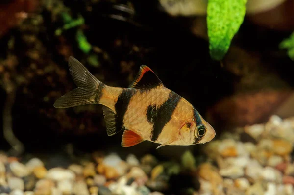 Tiger Barb Sumatra Barb Puntigrus Tetrazona Species Tropical Cyprinid Fish — Stock Photo, Image