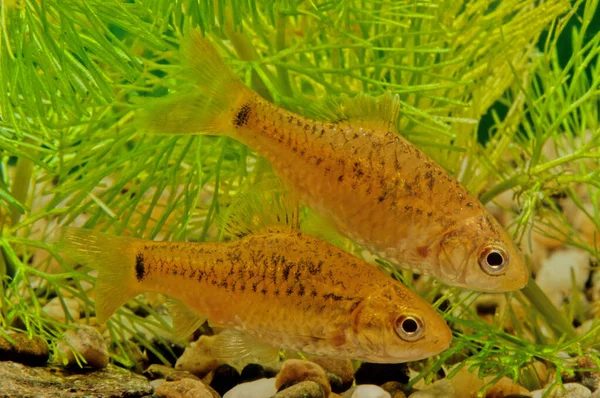 Barbodes Semifasciolatus Barbodes Semifascoolatus 東南アジアのレッド川流域に生息するシプリン類の魚で 水深5メートル以下で淡水で発生する 金の延べ棒または金の延べ棒として知られる捕虜の変種 — ストック写真