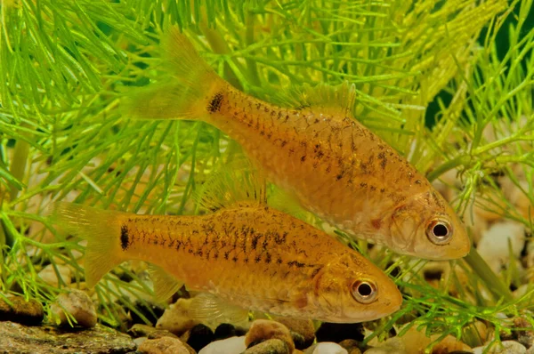 Barbodes Semifasciolatus Una Especie Pez Ciprínido Nativo Cuenca Del Río — Foto de Stock