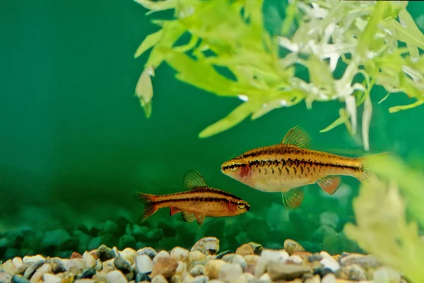 Kiraz iğnesi (Puntius titteya), Cyprinidae familyasına ait tropikal bir tatlı su balığıdır. Sri Lanka 'ya özgüdür ve Meksika ve Kolombiya' da nüfuslar oluşturulmuştur..