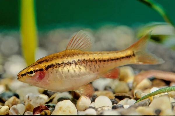 Cherry Barb Puntius Titteya Tropical Freshwater Fish Belonging Family Cyprinidae — Stock Photo, Image