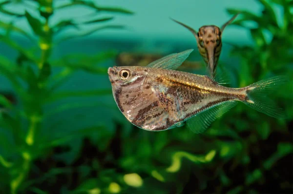 Marbled Hatchetfish Carnegiella Strigata Small Normally Length Freshwater Ray Finned — Stock Photo, Image