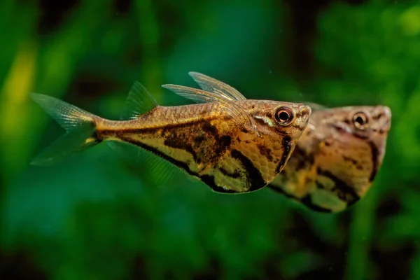 Marbled Hatchetfish Carnegiella Strigata Small Normally Length Freshwater Ray Finned — Stock Photo, Image