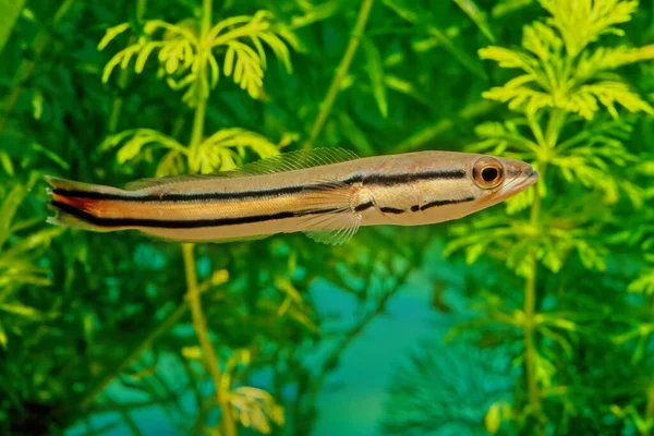 Channa Micropeltes Reuzenslangenkop Reuzenmoddervis Indonesische Slangenkop Behoort Tot Grootste Soorten — Stockfoto