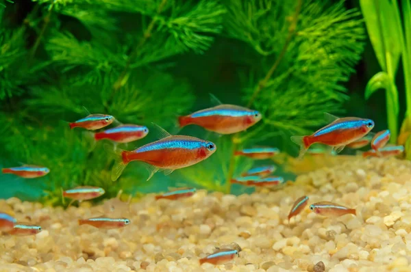 Paracheirodon Axelrodi Peixe Água Doce Família Das Characinas Família Characidae — Fotografia de Stock