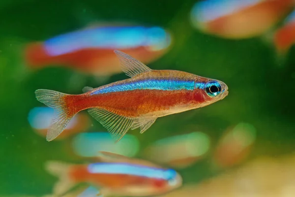 Kardinální Tetra Paracheirodon Axelrodi Sladkovodní Ryba Řádu Čeleď Čeleď Characidae — Stock fotografie