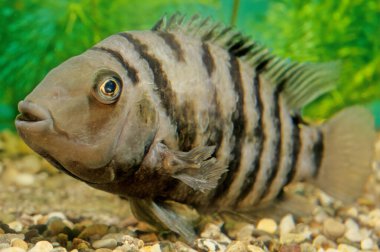 Mahkûm cichlid (Amatitlania nigrofasciata), Orta Amerika 'da yaşayan bir balık türüdür.