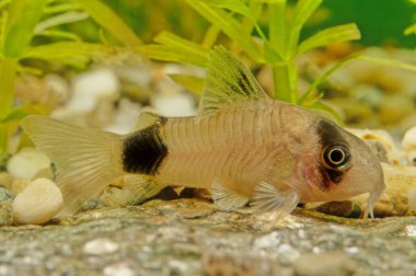 Corydoras panda, Callichthyidae familyasına ait bir yayın balığı türüdür ve Güney Amerika 'nın nehir faunası üyesidir. Peru ve Ekvador 'da, özellikle Huanaco bölgesinde bulunur.