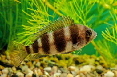 Cyphotilapia frontosa, Afrika kıtasında bulunan ve Tanganyika Gölü 'ne özgü bir balık türüdür..