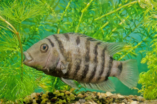 Amatitlania Nigrofasciata Een Straalvinnige Vissensoort Uit Familie Van Cichliden Cichlidae — Stockfoto