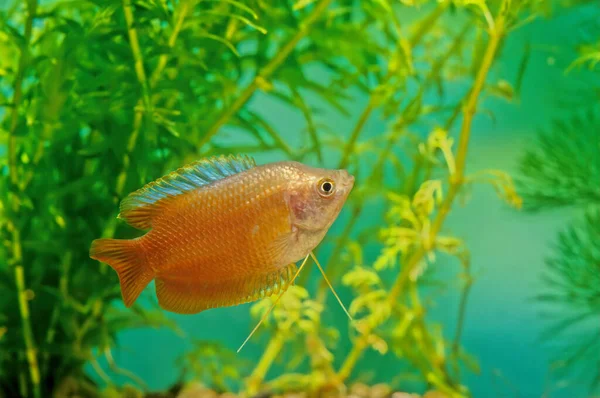 Törpe Gourami Trichogaster Lalius Egy Dél Ázsiai Gourami Faj — Stock Fotó