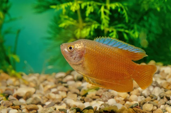 Cüce Gourami Trichogaster Lalius Güney Asya Özgü Bir Gourami Türüdür — Stok fotoğraf