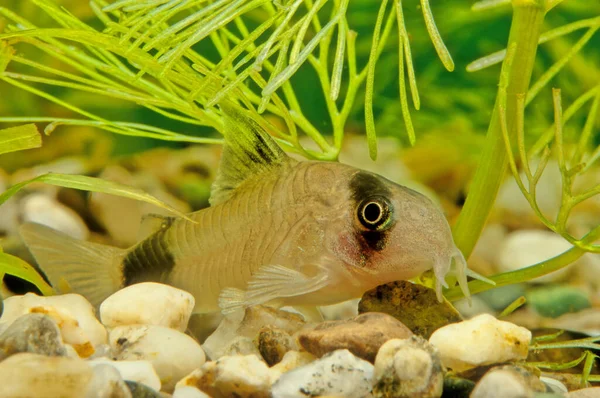 コリドラス パンダ Corydoras Panda コリドラス属 Corydoras Callichthyidae に属するナマズの一種で 南米の川生動物の原種である ペルーやエクアドルで見られ — ストック写真