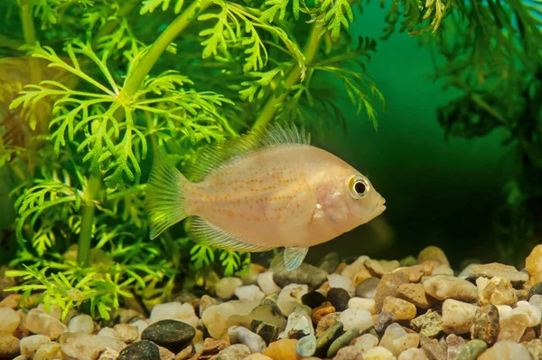 Chromure Orange Etroplus Maculatus Est Une Espèce Cichlidés Endémique Des — Photo