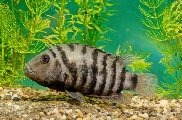 Trestanec Cichlid Amatitlania Nigrofasciata Druh Ryb Čeledi Cichlidae Původem Střední — Stock fotografie