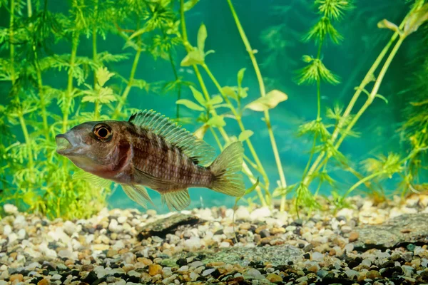 Öpüşen Gouramis Helostoma Temminckii Olarak Bilinir Tekil Labirent Balık Familyasından — Stok fotoğraf