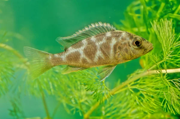Nimbochromis Venustus Een Straalvinnige Vissensoort Uit Familie Van Cichliden Haplochromidae — Stockfoto